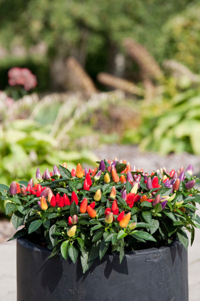 Ornamental Pepper, Acapulco #6