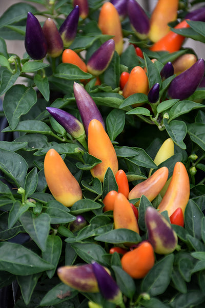 Ornamental Pepper, Acapulco #6