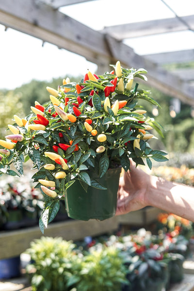 Ornamental Pepper, Acapulco #6