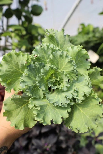 Kale, Kamone White #6