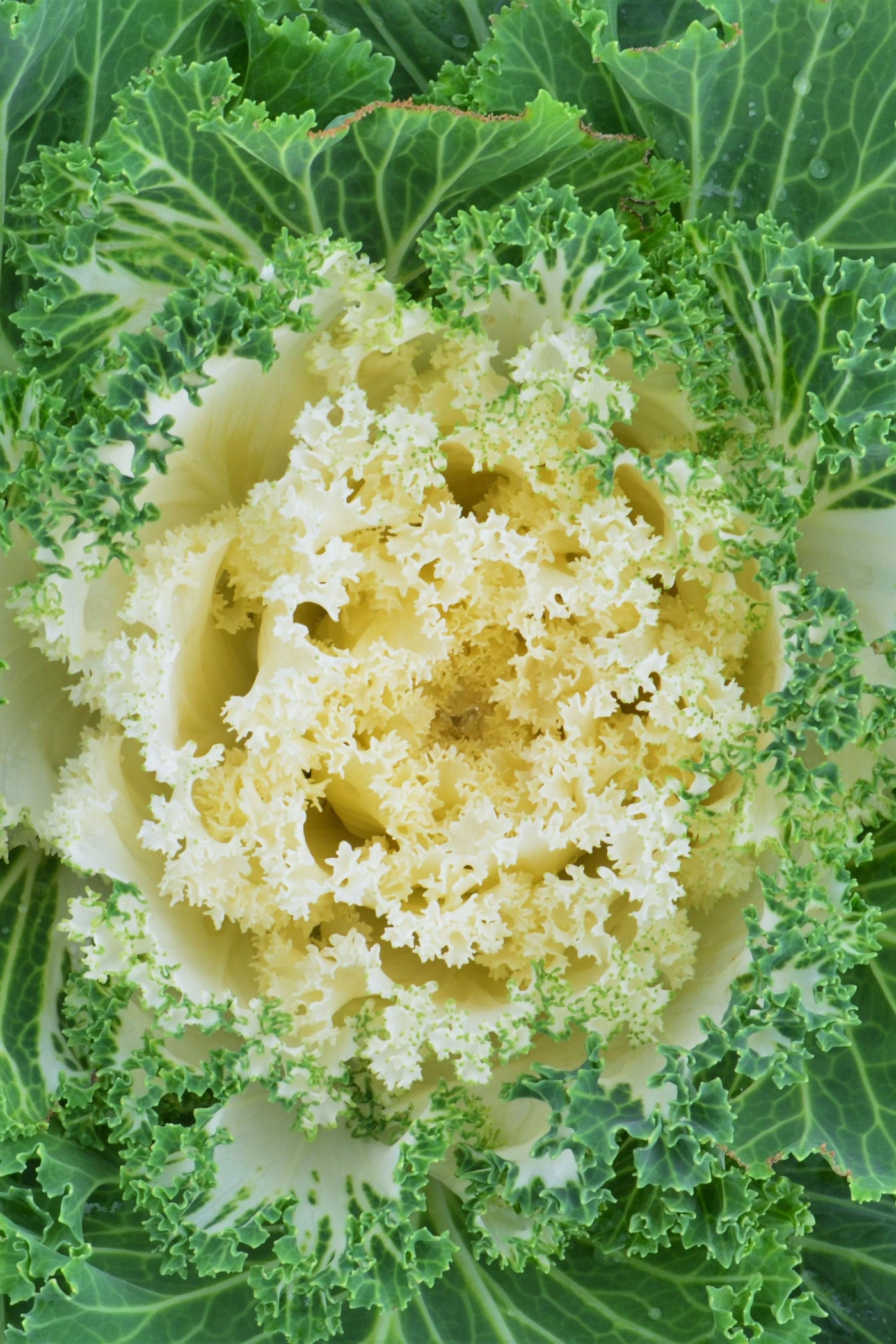 Kale, Kamone White #6