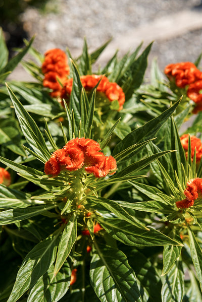 Celosia, Twisted Dark Orange #4.5