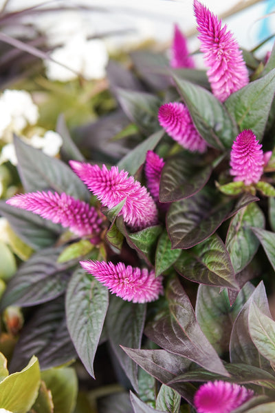Celosia, Intenz #4.5