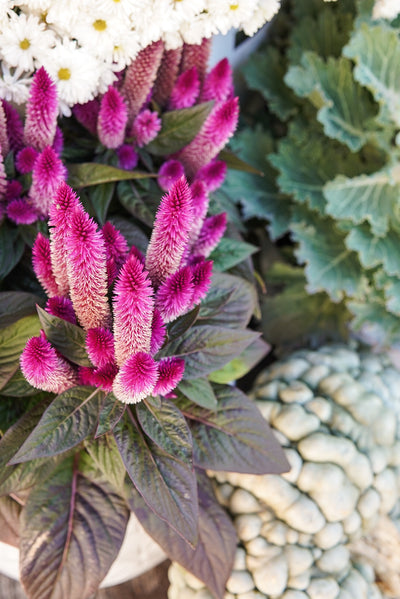 Celosia, Intenz #4.5