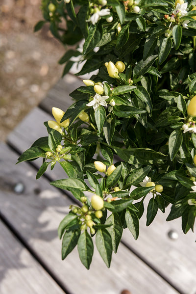 Ornamental Pepper, Sedona Sun #6