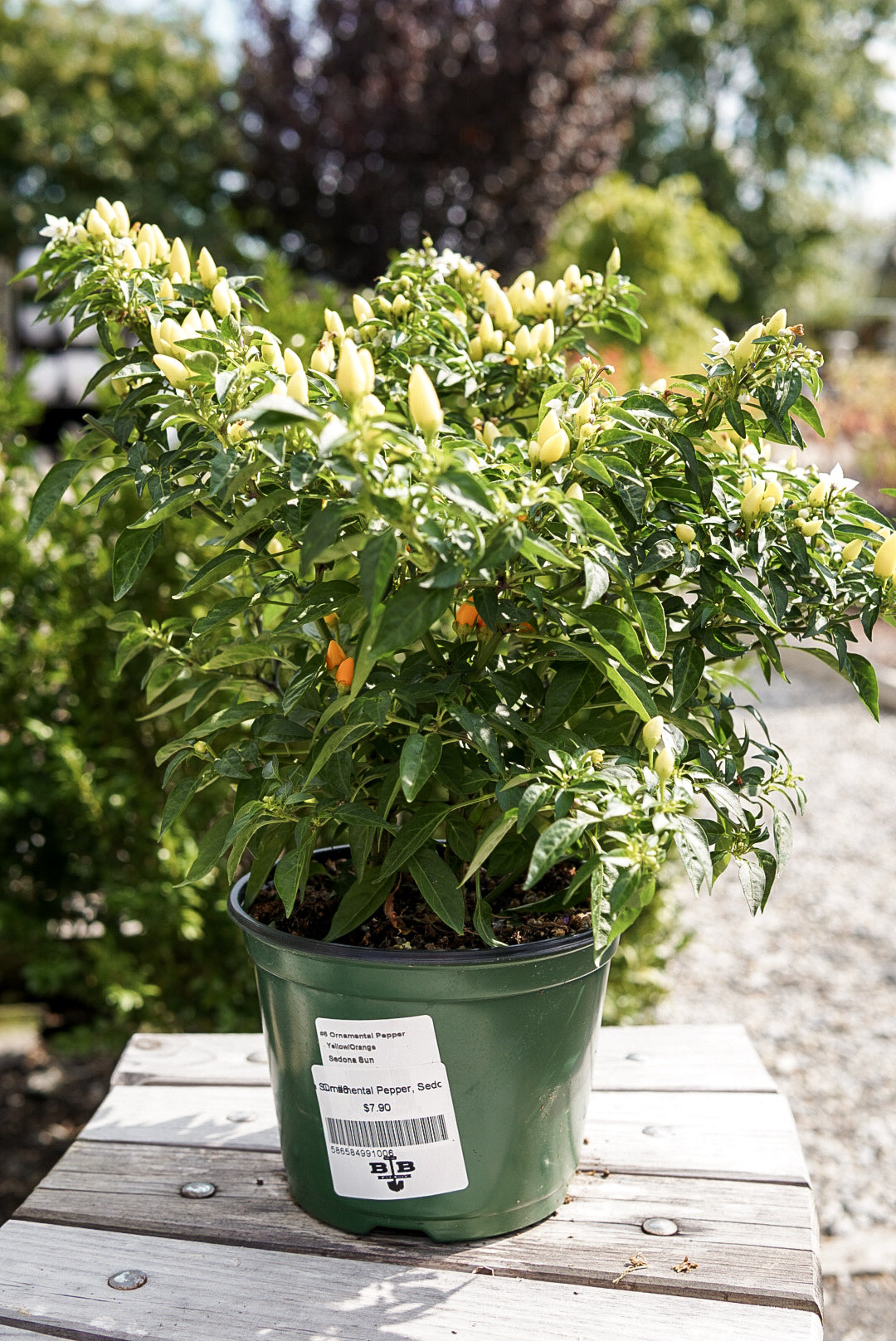 Ornamental Pepper, Sedona Sun #6