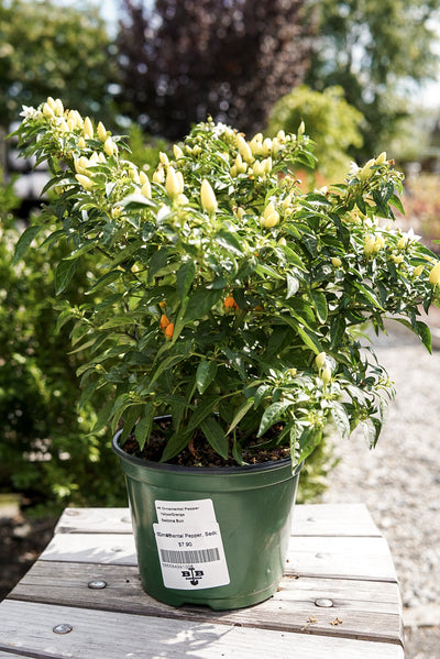 Ornamental Pepper, Sedona Sun #6
