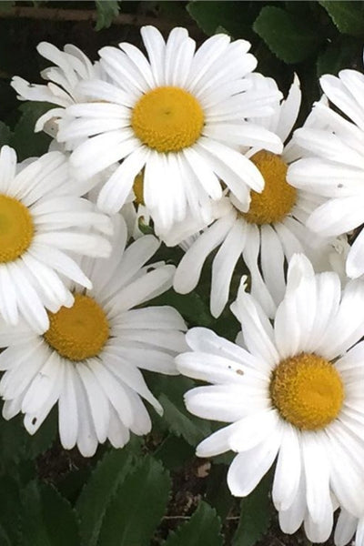 Montauk Daisy #9