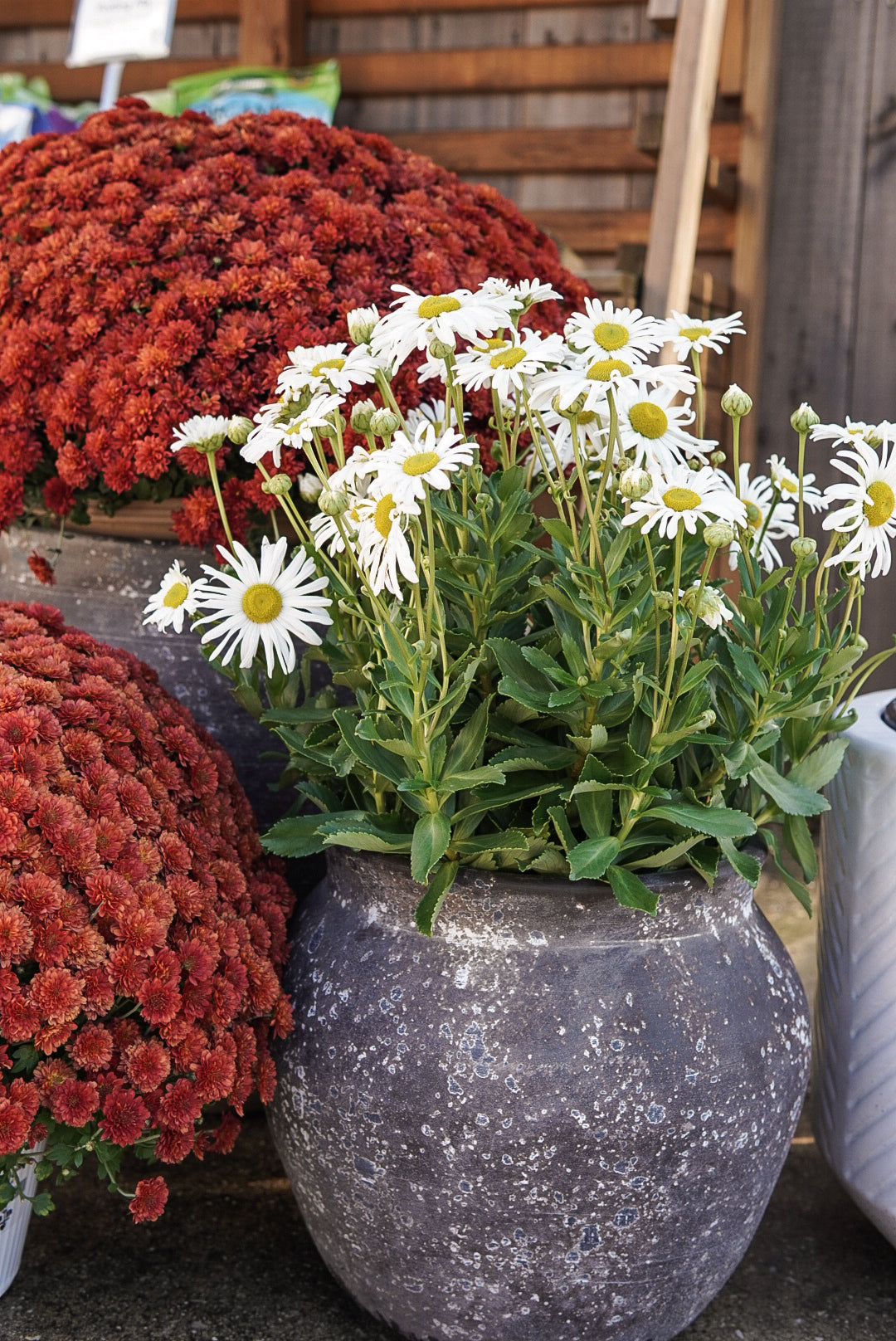 Montauk Daisy #9
