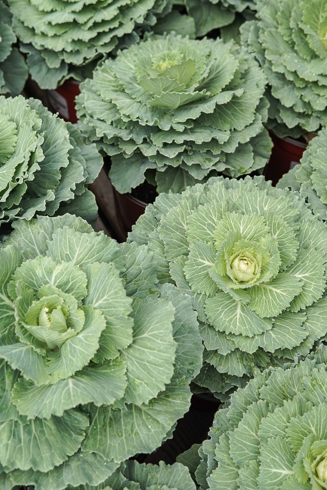 Cabbage, Pigeon White #9