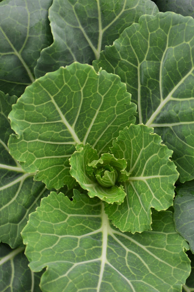 Cabbage, Pigeon White #9