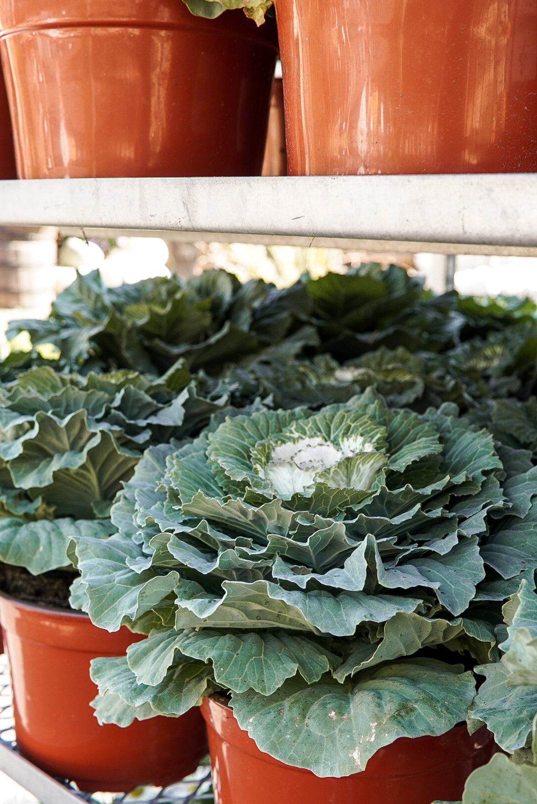 Cabbage, Pigeon White #9