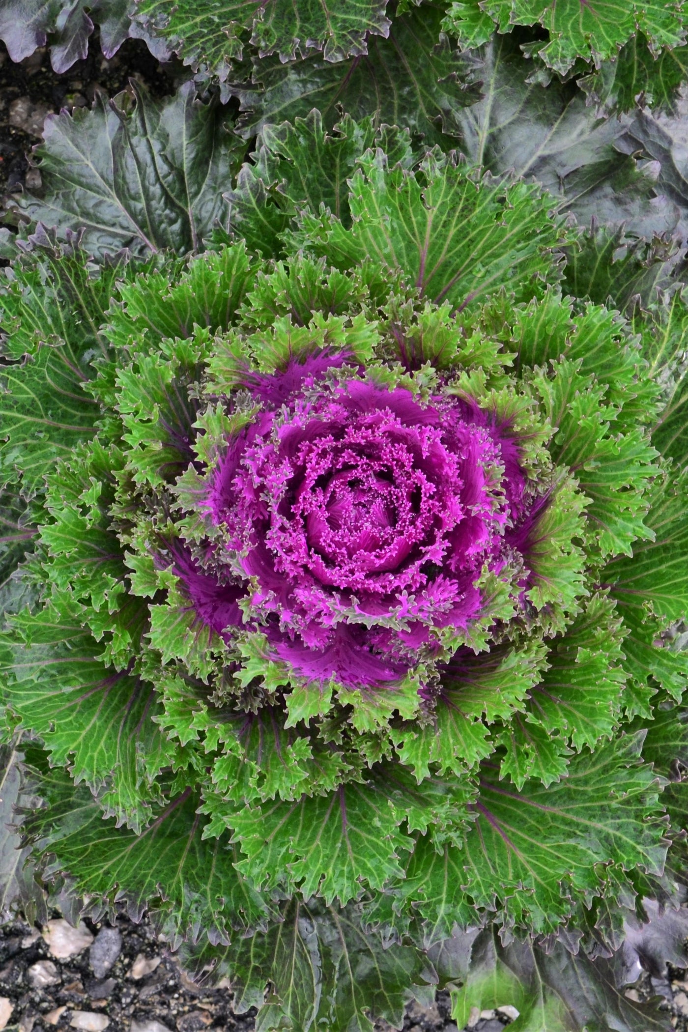 Kale, Glamour Red #9