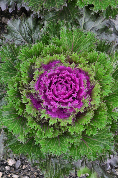 Kale, Glamour Red #9