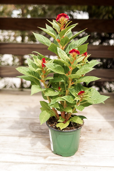 Celosia, Twisted Red #4.5