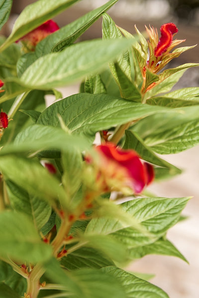 Celosia, Twisted Red #4.5