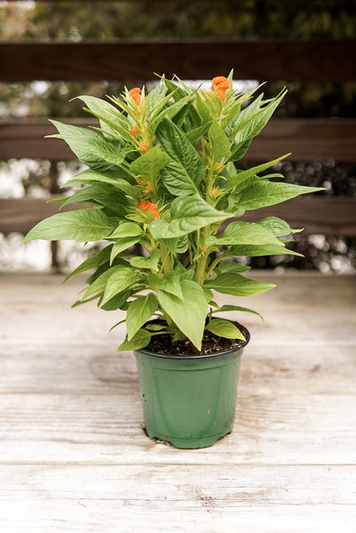 Celosia, Twisted Dark Orange #4.5