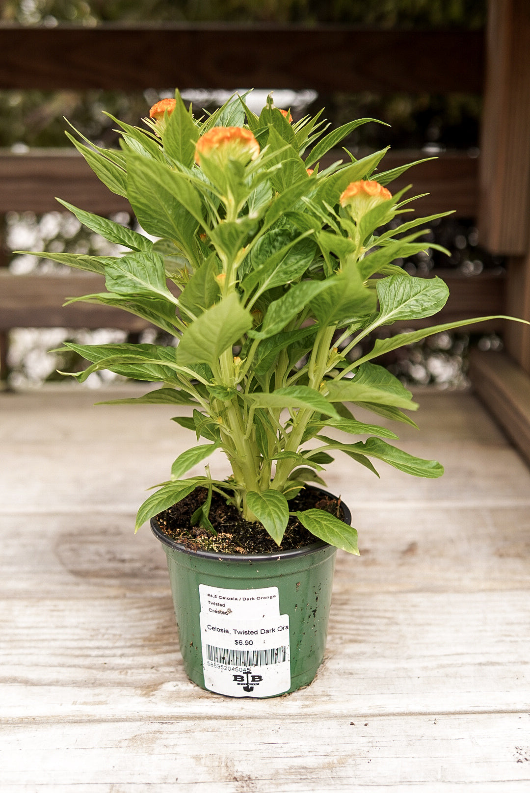 Celosia, Twisted Dark Orange #4.5
