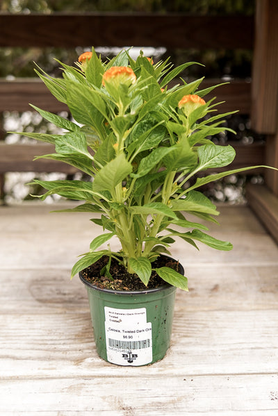 Celosia, Twisted Dark Orange #4.5