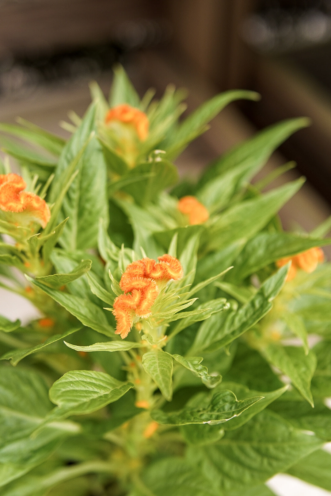Celosia, Twisted Dark Orange #4.5