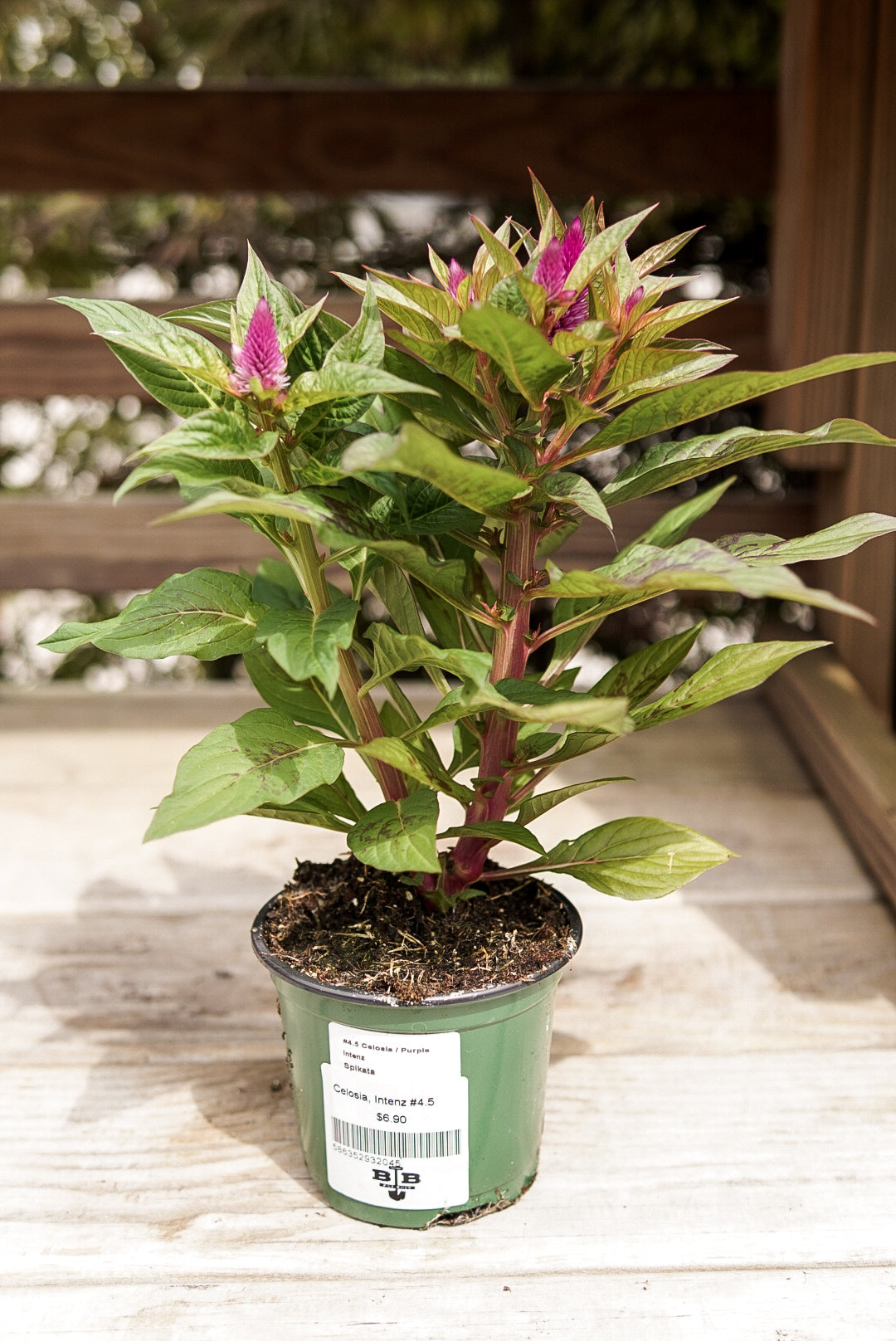 Celosia, Intenz #4.5