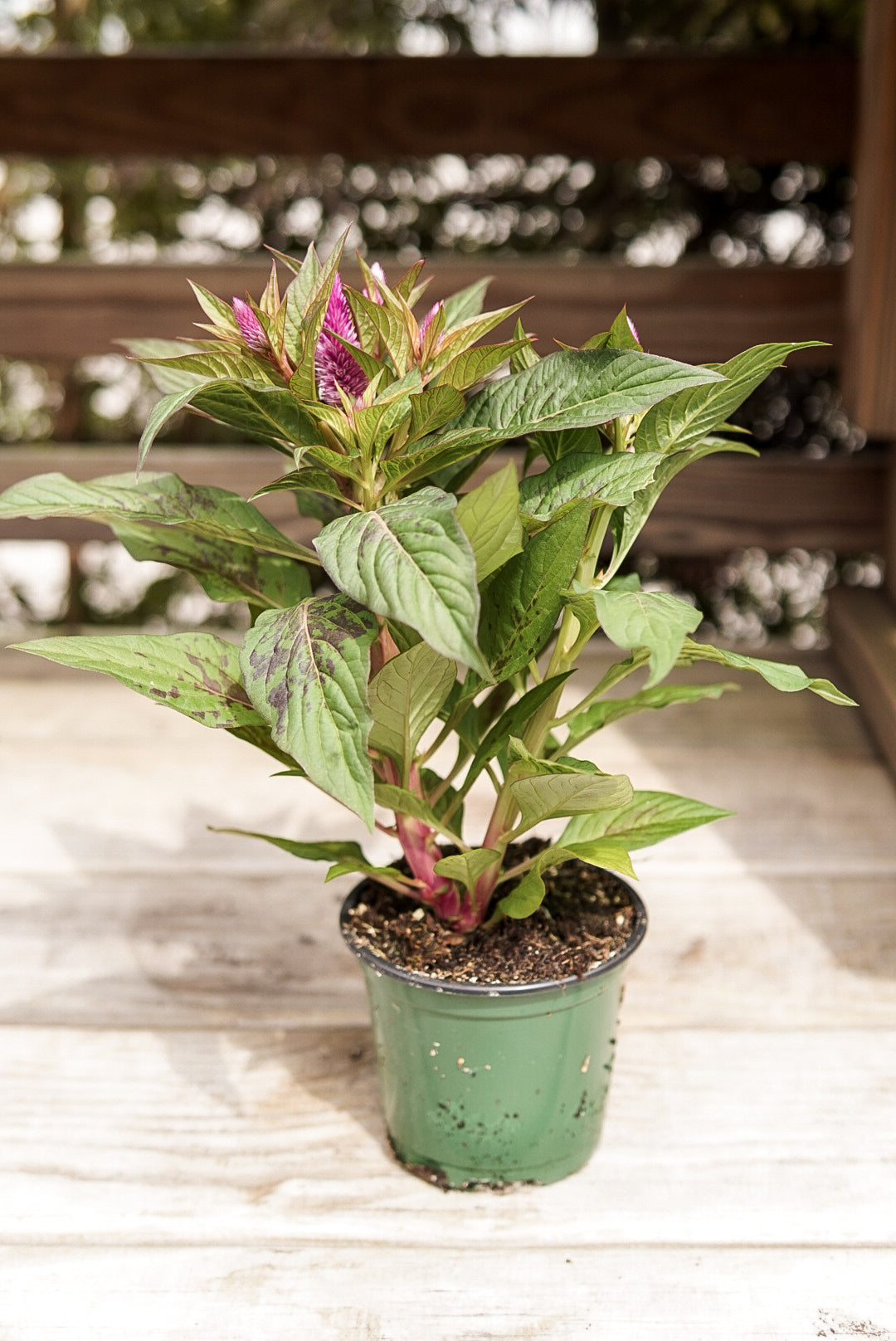 Celosia, Intenz #4.5