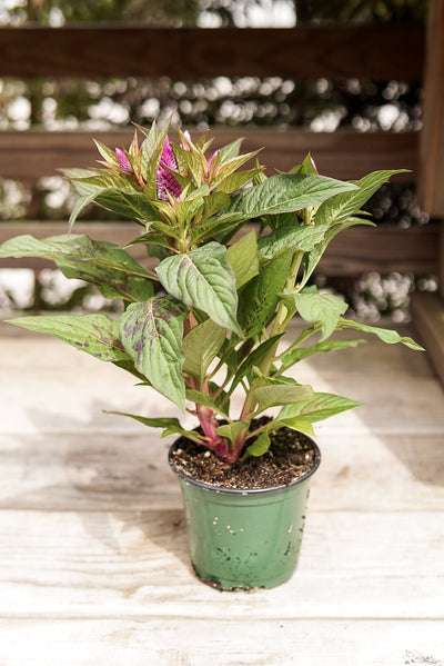 Celosia, Intenz #4.5