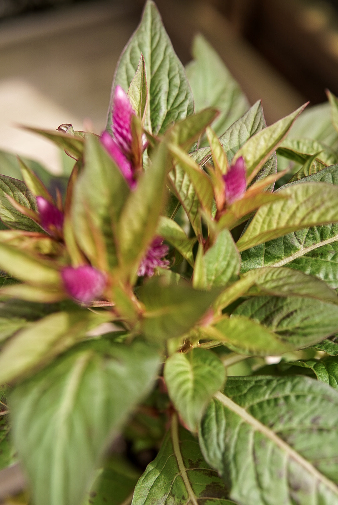 Celosia, Intenz #4.5