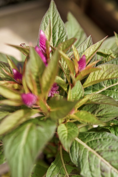 Celosia, Intenz #4.5