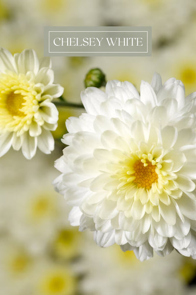 Mum #9 White