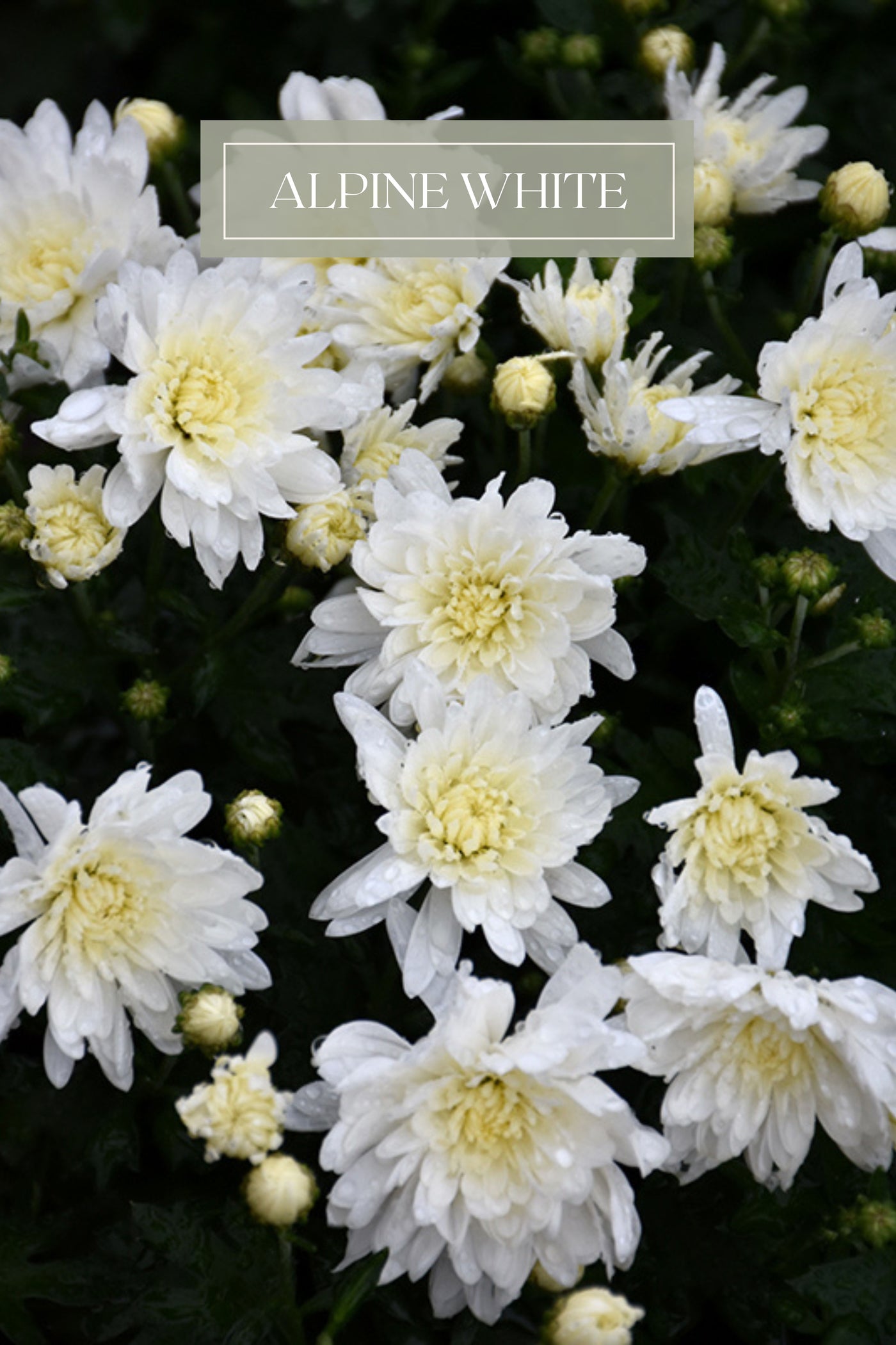 Mum #9 White