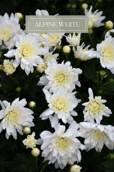 Mum #9 White