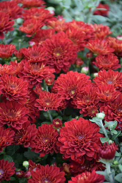 Mum #6 Red