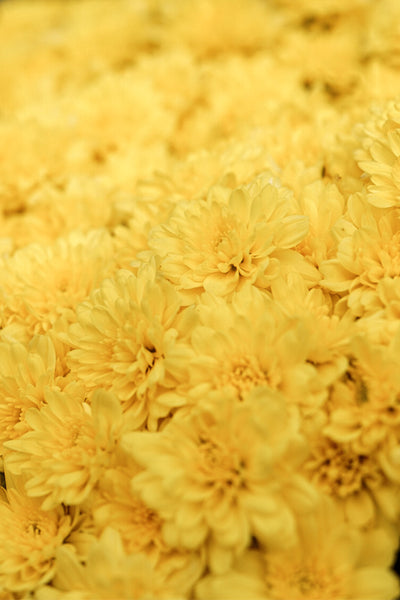Mum #9 Yellow