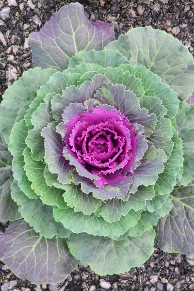 Cabbage, Songbird Red #4.5