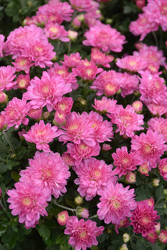 Mum Hanging Basket Pink/Lavender
