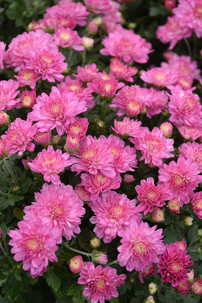Mum Hanging Basket Pink/Lavender