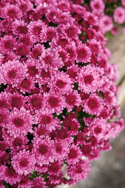 Mum Hanging Basket Purple