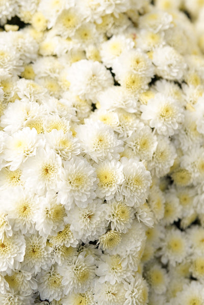 Mum Hanging Basket White