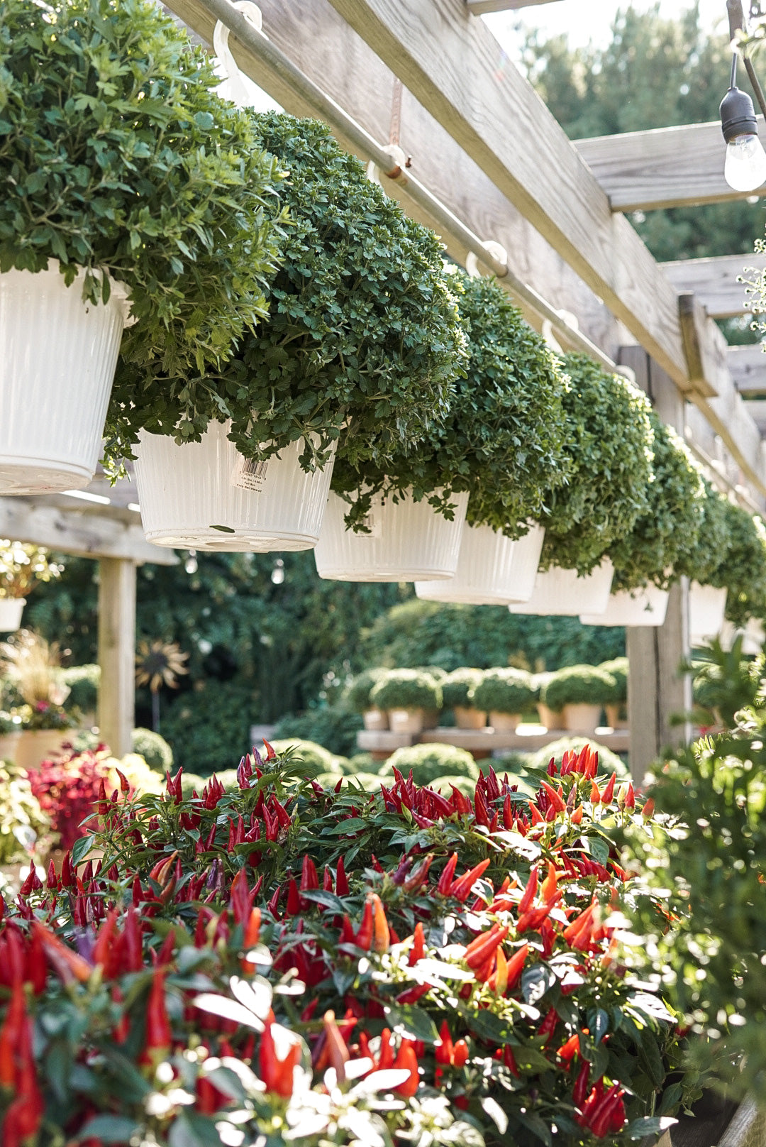 Mum Hanging Basket White