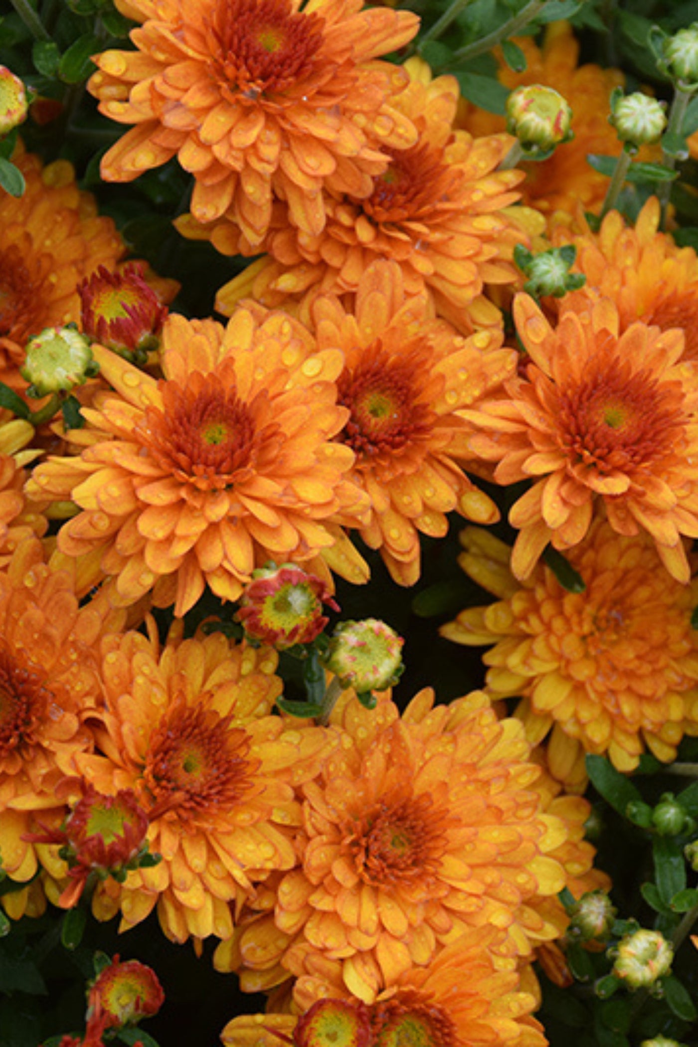 Mum #6 Orange