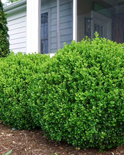 Buxus NewGen Freedom® Impact #2C