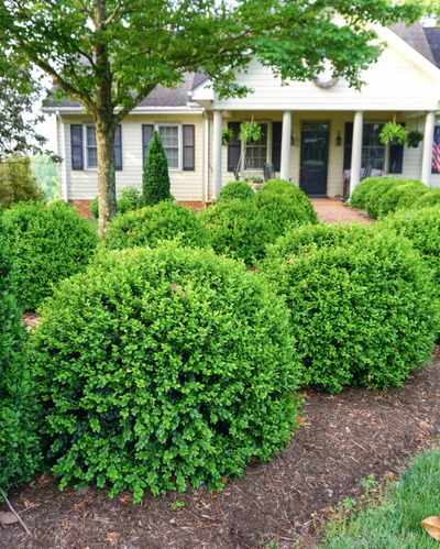 Buxus NewGen Independence® #3C