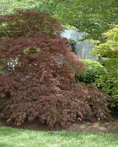 Acer pal. Japanese Maple 'Garnet'