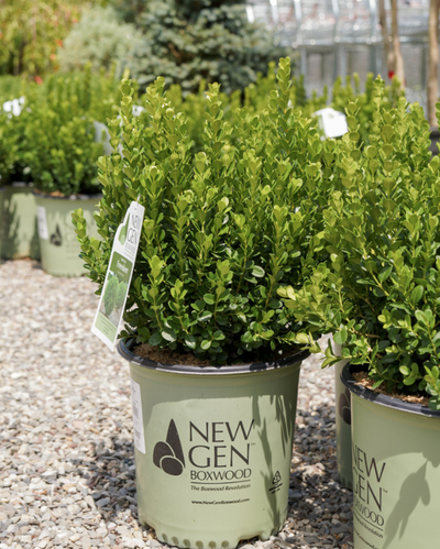 Buxus NewGen Freedom® Impact #2C