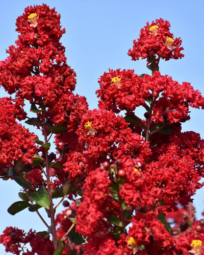 Lagerstroemia ind. Double Dynamite®