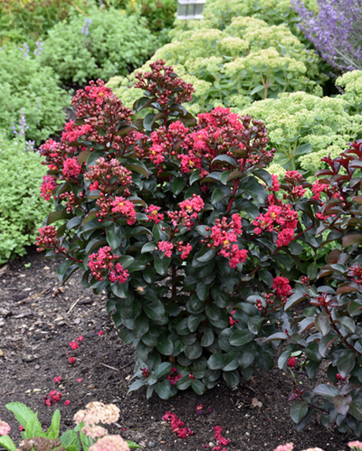 Lagerstroemia Barista® 'Cherry Mocha'