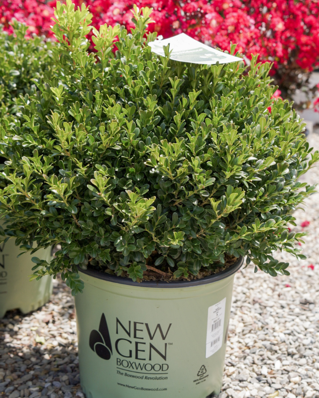 Buxus NewGen Independence® #3C