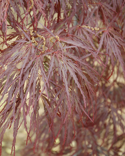 Acer pal. Japanese Maple 'Garnet'