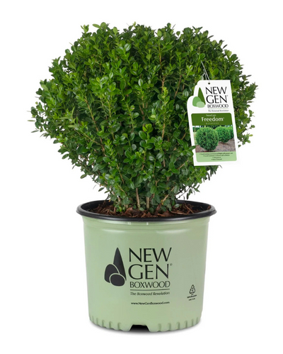 Buxus NewGen Freedom® Impact #2C
